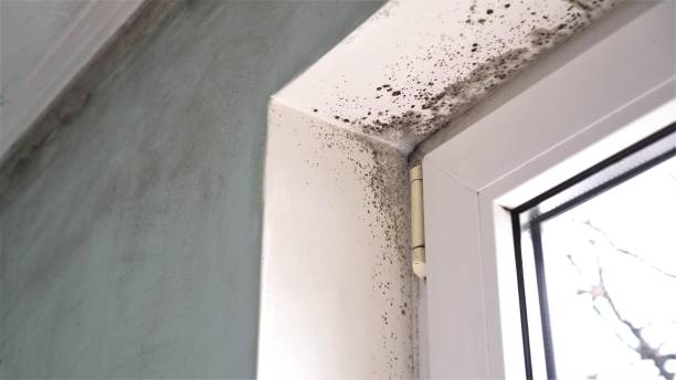 Best Mold Damage Restoration  in Laware City, DE