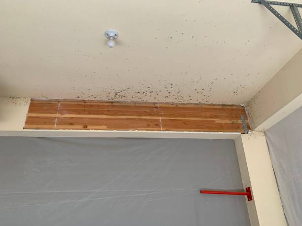 Asbestos and Lead Testing During Mold Inspection in Delaware City, DE