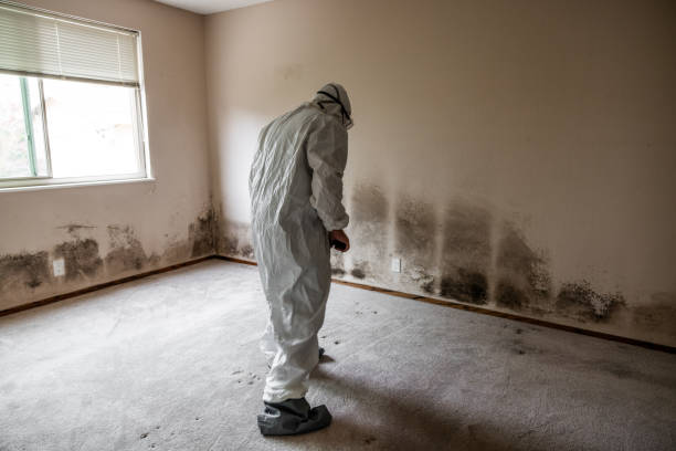 Delaware City, DE Mold Inspection, Removal & Remediation Company